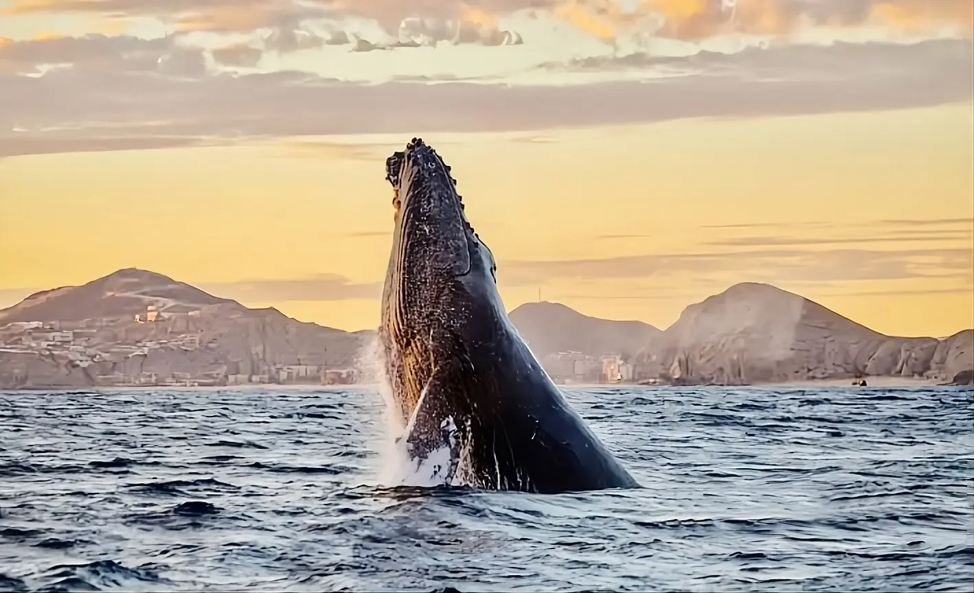 Whale Watching Cabo main visual