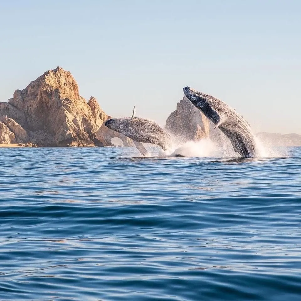 Whale Watching Cabo visual 3