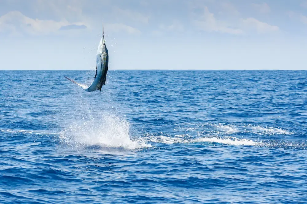 The Ultimate Guide to Marlin Fishing in the Marlin Capital of the World