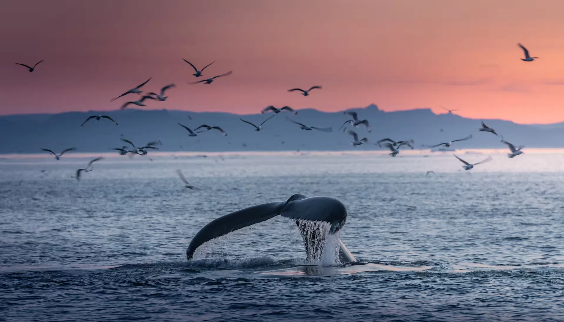 Whale Watching & Marine Wildlife